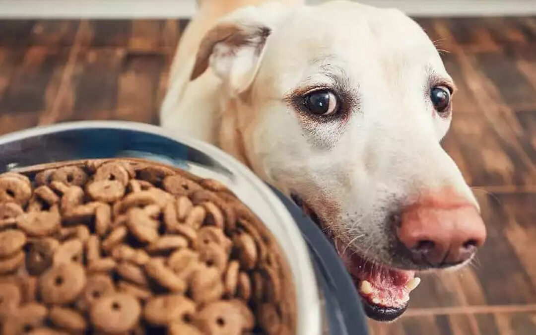 Mercado pet segue em expansão no brasil